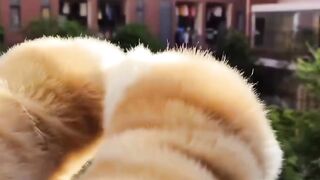 Lovely cats baby soo beautiful ❤️❤️ see it