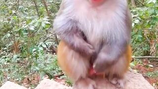 Natural life monkey baby