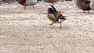 MANDARIN DUCK in MILWAUKEE