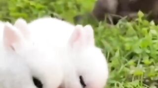 cute Rabbit