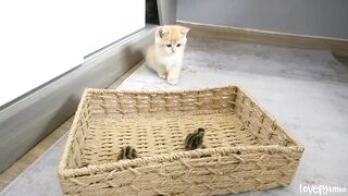 Kitten Loki greets tiny birds for the first time.