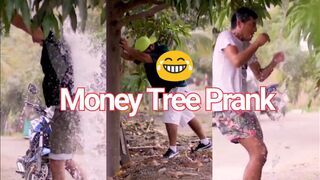 Money tree funny clips|If your like follow me