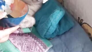 My cat has fever