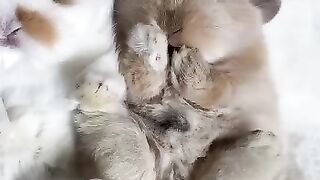 Cute Bunnies