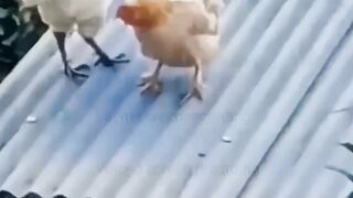 Superstar Footballer Rooster most funny