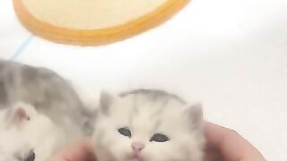 Cute cato