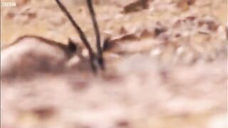 Young_L ions_Attack_Oryx