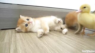 Tiny kittens live with little ducks