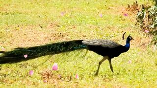 Beautiful Peacock Dance