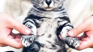 Little Cat Dances Like A Pro