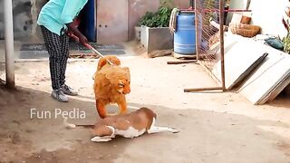 Jokes with prank animals on the street