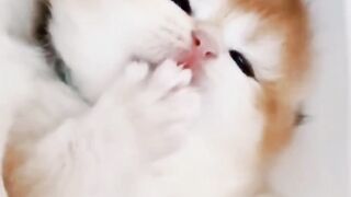 Wow so beautiful cats baby