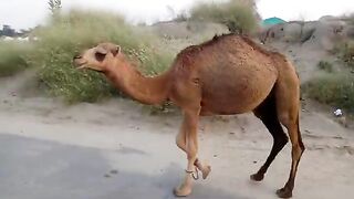 Aaj ki video unt dekhe ismein