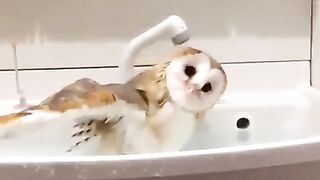 funny video | owl taking bath | subscribe