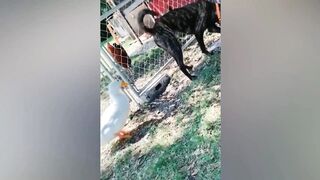 Funniest Cats and Dogs Funny videos Next Part 2.