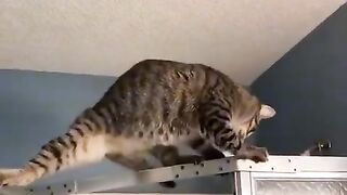 Funny videos, very funny videos