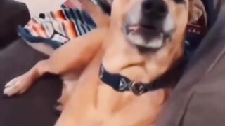 very funny and cute animals compilation ????????????????????????????_try not to laugh_
