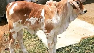 Loving,funny,cute and natural video.