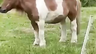Goats and horse loved.with beautiful voice quran.