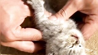 emotional cat videos