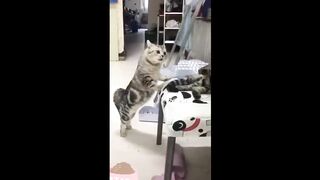 Funny Cats Compilation - Memes With Cats №11