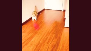 Cute cat video ! Cat funny video
