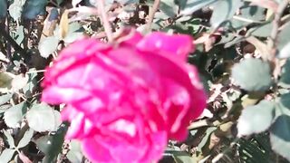 Red rose ?? beautiful ❤️❤️