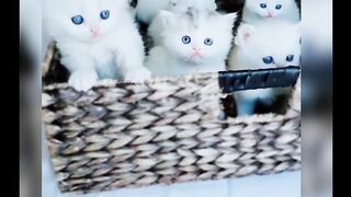 Funny  cat videos