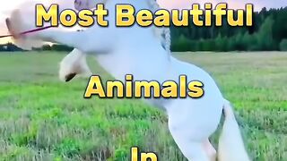 Top most beautiful animal # shorts