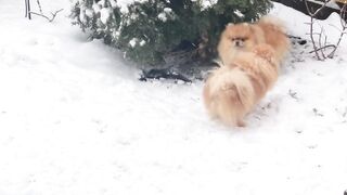 Husky Playing in Snow! Huskies in Deep snow