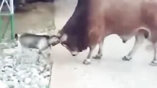 David and Goliath: Goat Tries to Take on Bull in Hilarious Showdown