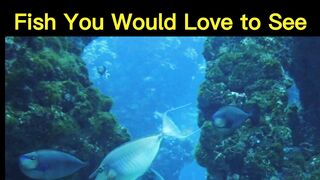Fish You Would Love to See