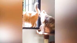 Funniest Animals 2023 ???? Funniest Dogs and Cats ????????