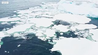 Orca vs Seal: Epic Hunt Caught on Camera