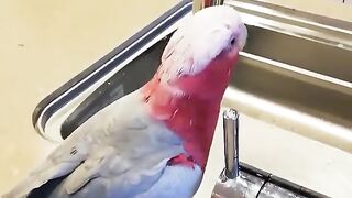 funny parrot videos | wait for end | subscribe