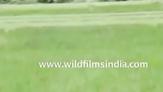The most famous Animal attack ever! Tiger and elephant encounter in India