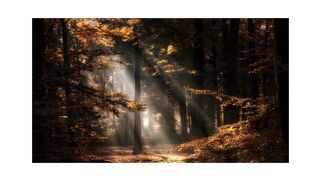 relaxing music with beautiful forrests
