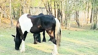 Horses🐎