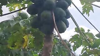 Campo