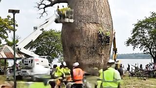 DRY TREE BECOME STACHU