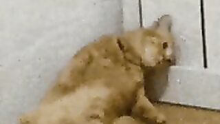 Crazy Cat meme