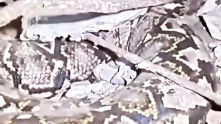 #viral "SHOCKING: Massive Python Found Slithering Under Workplace Floor!"