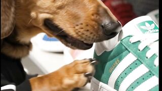 Dog shopinng
