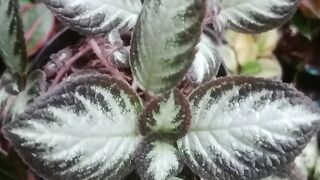 Episcia cupreata 🌿