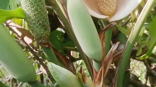 monstera 🌿