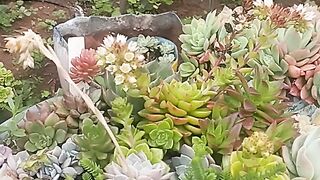Muita chuva por aqui