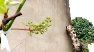 Meu pé de uva