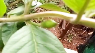 Pé de goiaba produzindo