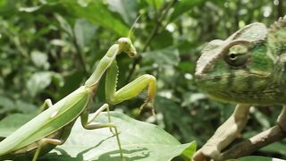 Chameleon vs Praying Mantis — Camouflage Duel