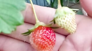Pé de morango
